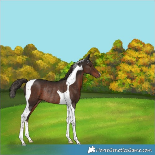 Horse Color:Liver Chestnut Tobiano Rabicano 