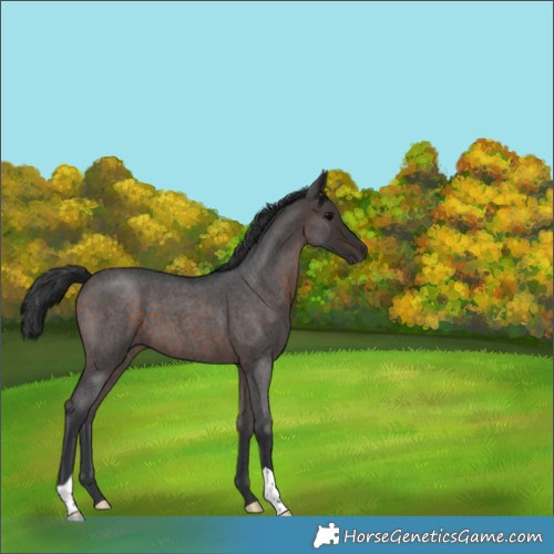 Horse Color:Brown Roan 
