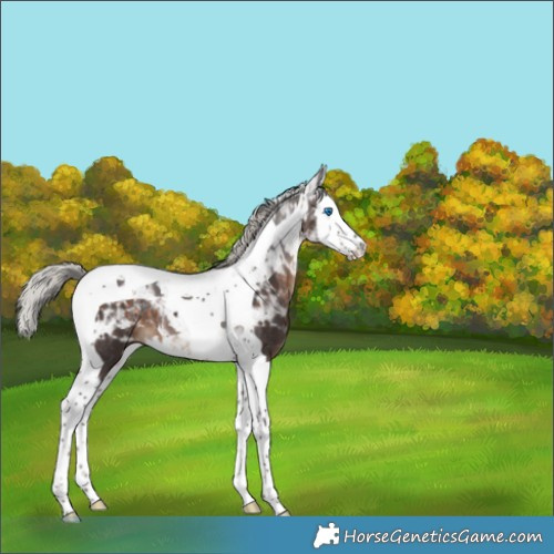 Horse Color:Silver Brown Splash Tobiano 