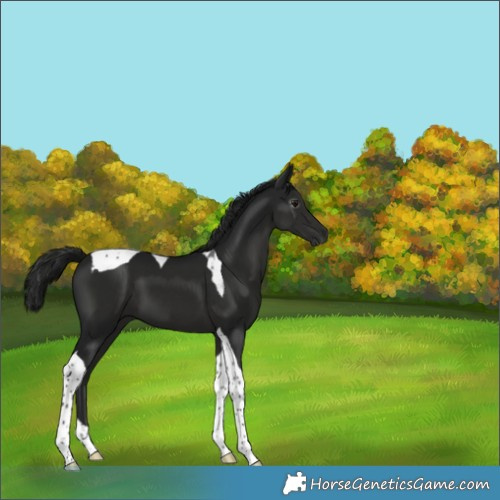 Horse Color:Gray Smoky Black Tobiano 