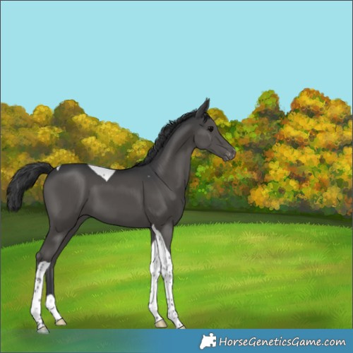 Horse Color:Black Tobiano Appaloosa 