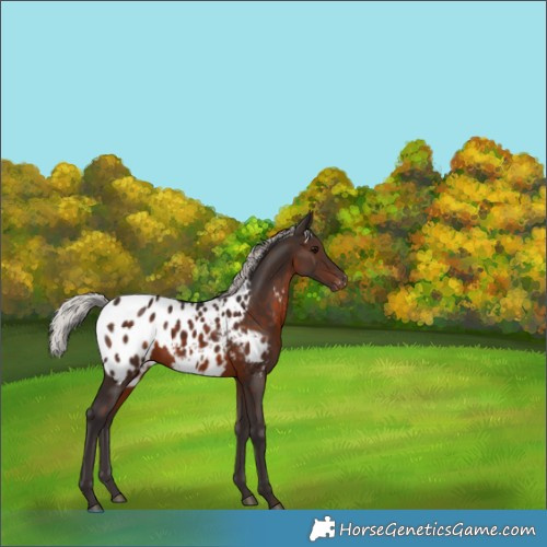 Horse Color:Silver Brown Appaloosa Rabicano 