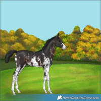 Horse Color:Brown Sabino 