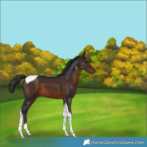 Horse Color:Brown Tobiano 