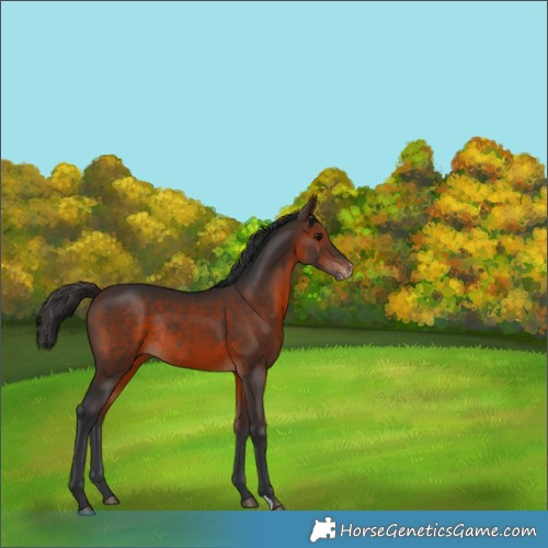 Horse Color:Brown Appaloosa Rabicano 