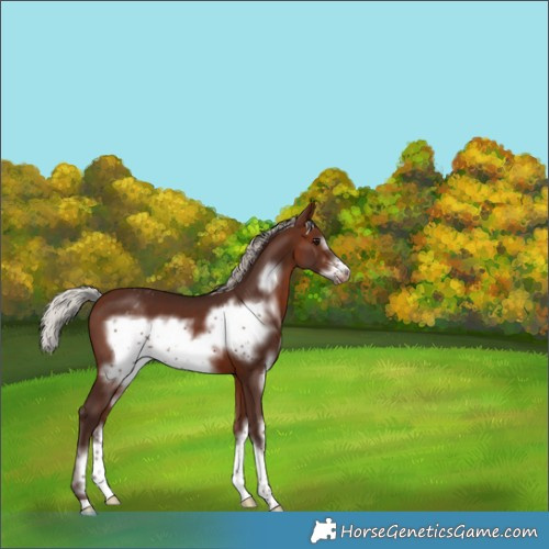 Horse Color:Silver Brown Sabino Frame Appaloosa 