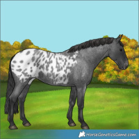 Horse Color:Blue Roan Appaloosa 