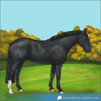 Horse Color:Black 