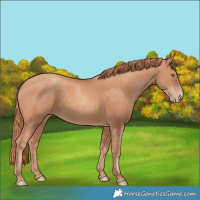 Horse Color:Gold Champagne 