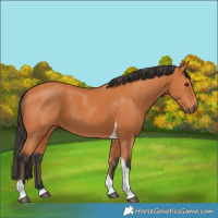 Horse Color:Bay Tobiano 