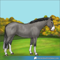 Horse Color:Grullo Roan Splash 