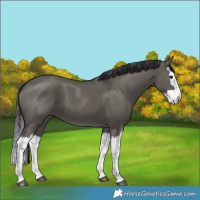 Horse Color:Grullo Splash 