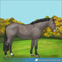 Horse Color:Grullo Splash 
