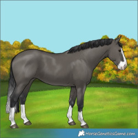 Horse Color:Grullo Splash 