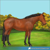Horse Color:Bay 