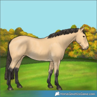 Horse Color:Buckskin 