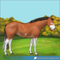 Horse Color:Bay Splash Frame 
