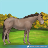 Horse Color:Classic Champagne 