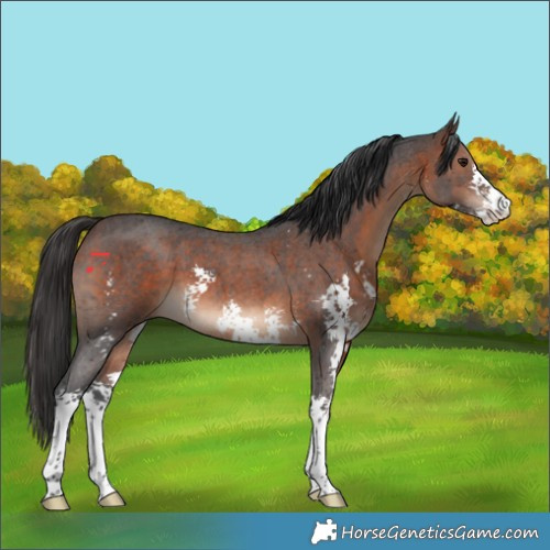 Horse Color:Brown Sabino 