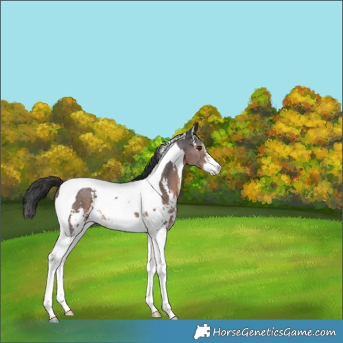 Horse Color:Liver Chestnut Sabino Tobiano 