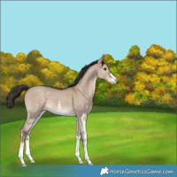 Horse Color:Liver Red Dun Sabino 