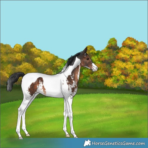 Horse Color:Brown Sabino Tobiano