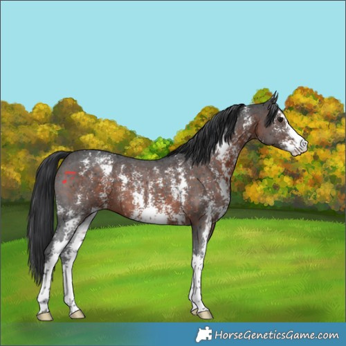Horse Color:Brown Sabino