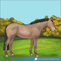 Horse Color:Amber Champagne 