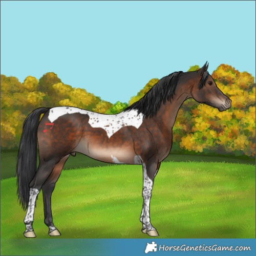 Horse Color:Brown Tobiano 