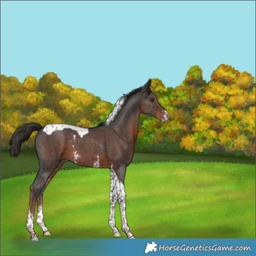 Horse Color:Liver Chestnut Sabino Tobiano 