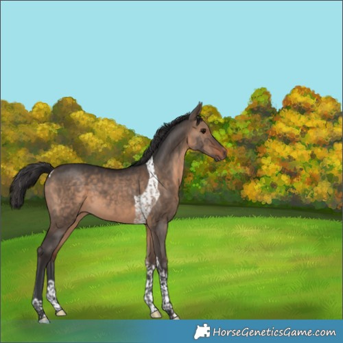 Horse Color:Brown Dun Tobiano 