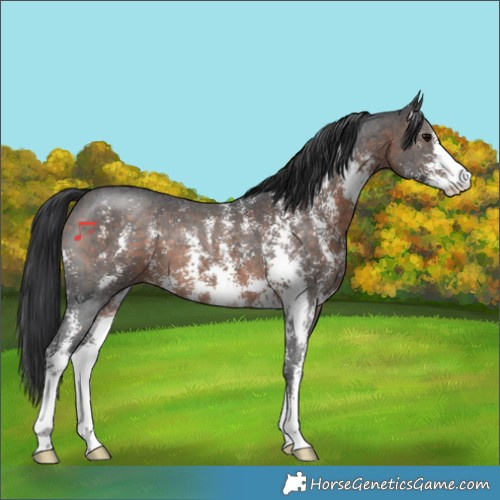 Horse Color:Brown Sabino