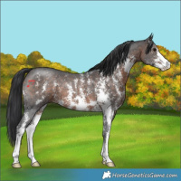 Horse Color:Brown Sabino
