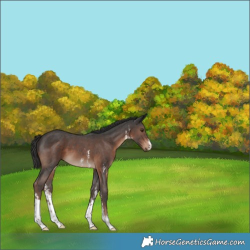 Horse Color:Liver Chestnut Sabino 