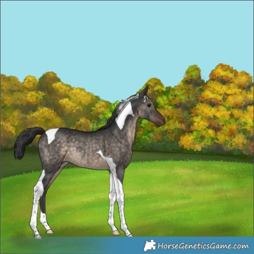 Horse Color:Brown Dun Tobiano Rabicano 