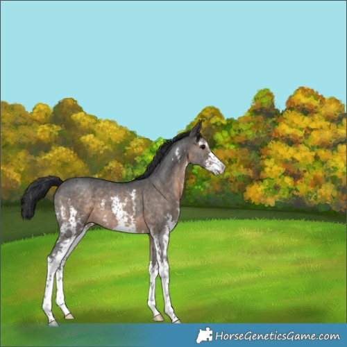 Horse Color:Brown Dun Sabino 