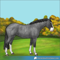 Horse Color:Blue Roan Splash 