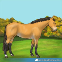 Horse Color:Buckskin 