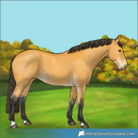 Horse Color:Buckskin 