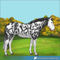 Horse Color:Black Splash Near Leopard 