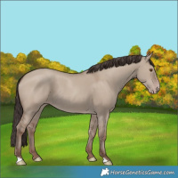 Horse Color:Classic Champagne Dun Rabicano 