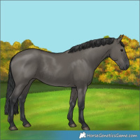 Horse Color:Grullo Rabicano 
