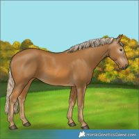 Horse Color:Gray Palomino 