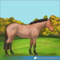 Horse Color:Bay Roan 