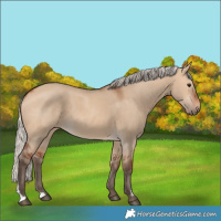 Horse Color:Silver Bay Dun 