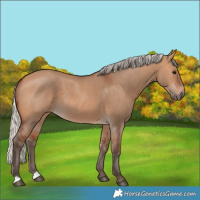 Horse Color:Silver Bay Dun 