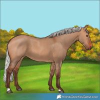 Horse Color:Silver Bay Dun 