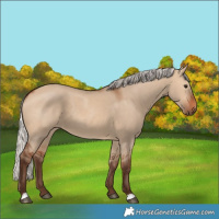 Horse Color:Silver Bay Dun 