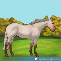 Horse Color:Silver Bay Roan Dun 