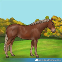 Horse Color:Chestnut 